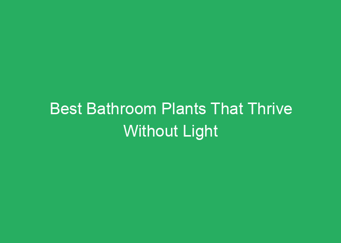 Best Bathroom Plants That Thrive Without Light